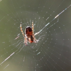 Plebs eburnus (Eastern bush orb-weaver) at O'Connor, ACT - 6 Feb 2021 by ConBoekel