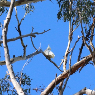 Cacatua galerita (Sulphur-crested Cockatoo) at O'Connor, ACT - 7 Feb 2021 by ConBoekel