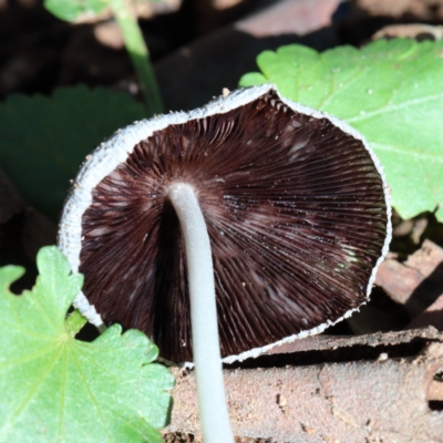 Coprinellus etc. (An Inkcap) at O'Connor, ACT - 6 Feb 2021 by ConBoekel