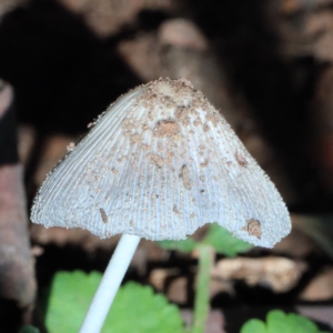 Coprinellus etc. at O'Connor, ACT - 7 Feb 2021