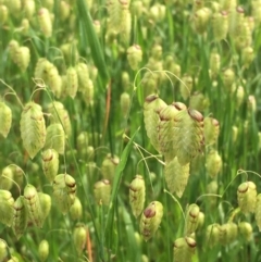 Briza maxima (Quaking Grass, Blowfly Grass) at Downer, ACT - 23 Oct 2020 by JaneR