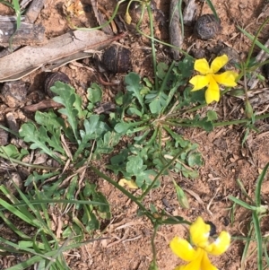 Goodenia pinnatifida at Downer, ACT - 23 Oct 2020