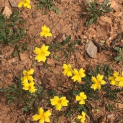 Goodenia pinnatifida at Downer, ACT - 23 Oct 2020