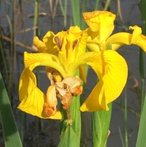 Iris pseudacorus at Downer, ACT - 23 Oct 2020