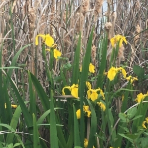 Iris pseudacorus at Downer, ACT - 23 Oct 2020