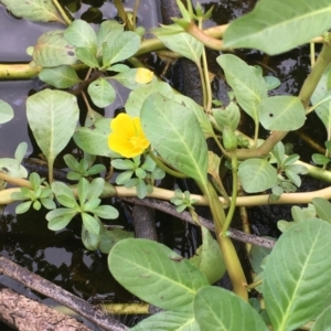 Ludwigia peploides subsp. montevidensis at Downer, ACT - 13 Feb 2021