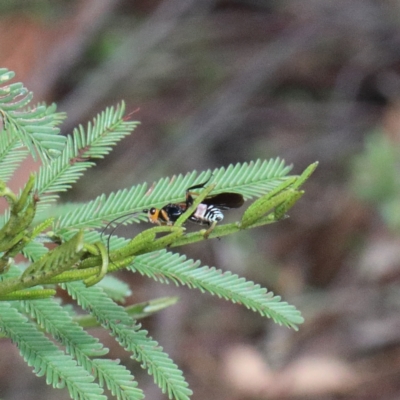 Braconidae (family) (Unidentified braconid wasp) at O'Connor, ACT - 13 Feb 2021 by ConBoekel