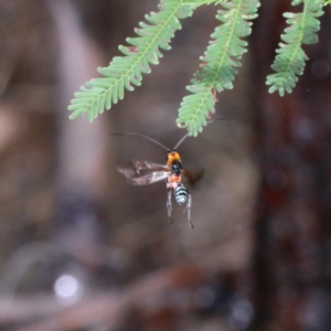 Braconidae (family) at O'Connor, ACT - 13 Feb 2021