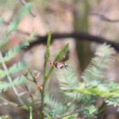 Braconidae (family) at O'Connor, ACT - 13 Feb 2021