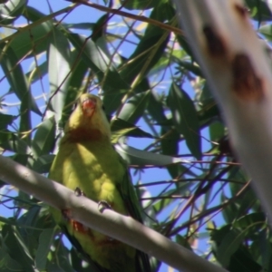 Polytelis swainsonii at Deakin, ACT - suppressed