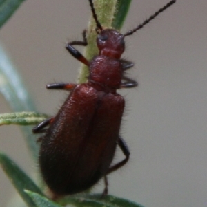 Lagriini sp. (tribe) at Deakin, ACT - 13 Feb 2021 02:26 PM