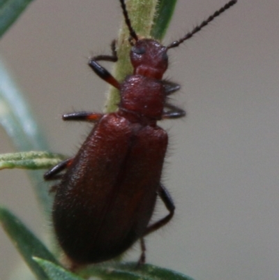 Lagriini sp. (tribe) (Unidentified lagriine darkling beetle) at Deakin, ACT - 13 Feb 2021 by LisaH