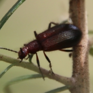 Lagriini sp. (tribe) at Deakin, ACT - 13 Feb 2021 02:26 PM