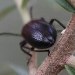 Lagriini sp. (tribe) at Deakin, ACT - 13 Feb 2021 02:26 PM