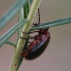 Lagriini sp. (tribe) at Deakin, ACT - 13 Feb 2021 02:26 PM