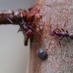 Iridomyrmex purpureus at Hughes, ACT - 13 Feb 2021