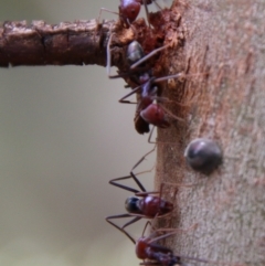 Iridomyrmex purpureus at Hughes, ACT - 13 Feb 2021