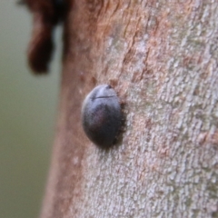 Coccinellidae (family) at Deakin, ACT - 13 Feb 2021