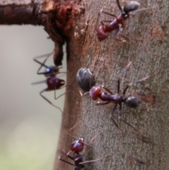 Coccinellidae (family) at Deakin, ACT - 13 Feb 2021