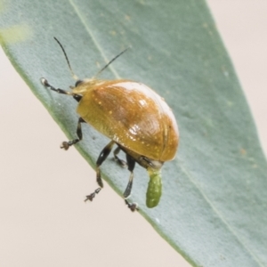 Paropsisterna cloelia at Higgins, ACT - 8 Feb 2021