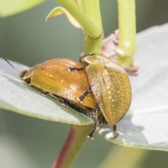 Paropsisterna cloelia at Higgins, ACT - 8 Feb 2021