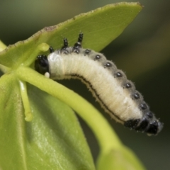 Paropsisterna cloelia at Higgins, ACT - 8 Feb 2021 10:04 AM