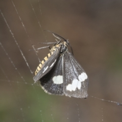 Nyctemera amicus (Senecio Moth, Magpie Moth, Cineraria Moth) at Higgins, ACT - 8 Feb 2021 by AlisonMilton