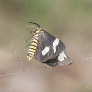 Nyctemera amicus at Higgins, ACT - 8 Feb 2021 11:39 AM