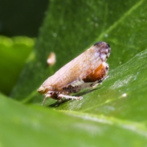 Cicadellidae (family) at Higgins, ACT - 30 Jan 2021 10:19 AM