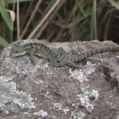 Intellagama lesueurii howittii (Gippsland Water Dragon) at Latham, ACT - 9 Feb 2021 by AlisonMilton