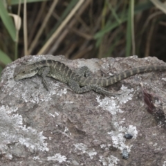 Intellagama lesueurii howittii (Gippsland Water Dragon) at Umbagong District Park - 9 Feb 2021 by AlisonMilton