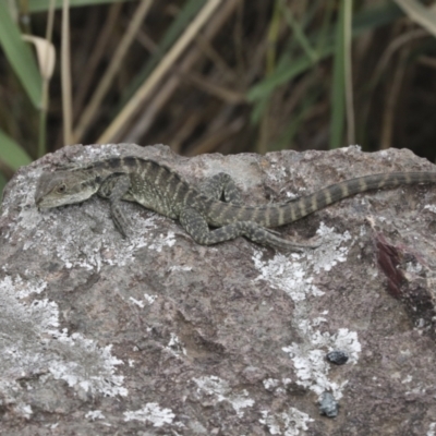 Intellagama lesueurii howittii (Gippsland Water Dragon) at Umbagong District Park - 9 Feb 2021 by AlisonMilton