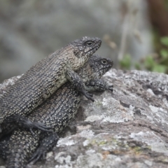 Egernia cunninghami (Cunningham's Skink) at Umbagong District Park - 9 Feb 2021 by AlisonMilton