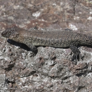 Egernia cunninghami at Latham, ACT - 9 Feb 2021 01:24 PM