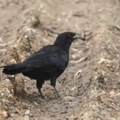 Corcorax melanorhamphos (White-winged Chough) at Latham, ACT - 9 Feb 2021 by AlisonMilton