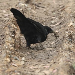 Corcorax melanorhamphos at Latham, ACT - 9 Feb 2021