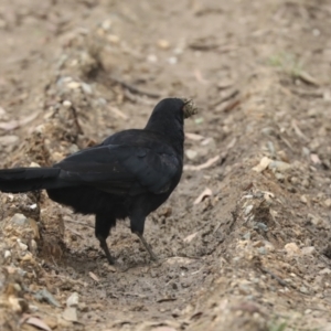 Corcorax melanorhamphos at Latham, ACT - 9 Feb 2021