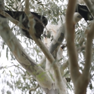 Corcorax melanorhamphos at Latham, ACT - 9 Feb 2021 10:31 AM