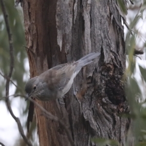 Colluricincla harmonica at Latham, ACT - 9 Feb 2021