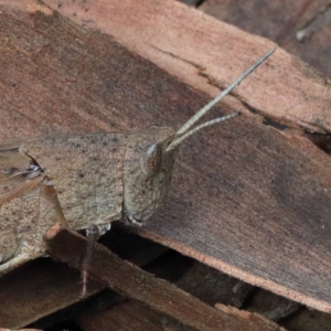 Goniaea opomaloides at O'Connor, ACT - 13 Feb 2021