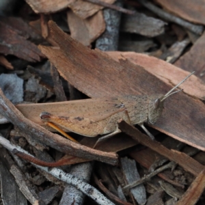 Goniaea opomaloides at O'Connor, ACT - 13 Feb 2021