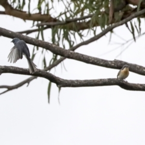 Myiagra rubecula at Latham, ACT - 9 Feb 2021 12:13 PM