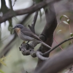 Myiagra rubecula at Latham, ACT - 9 Feb 2021