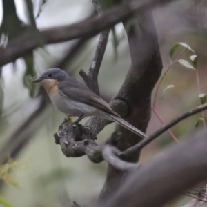 Myiagra rubecula at Latham, ACT - 9 Feb 2021