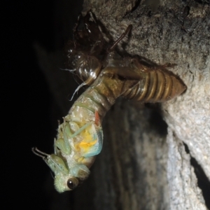 Galanga labeculata at Conder, ACT - 27 Dec 2020