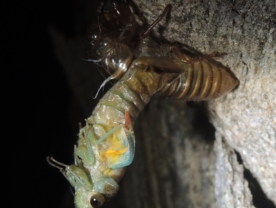 Galanga labeculata (Double-spotted cicada) at Conder, ACT - 27 Dec 2020 by MichaelBedingfield