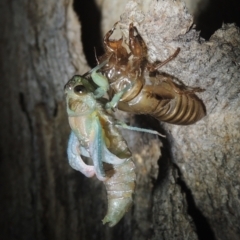 Galanga labeculata at Conder, ACT - 27 Dec 2020