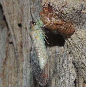 Galanga labeculata at Conder, ACT - 27 Dec 2020