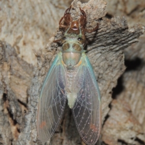 Galanga labeculata at Conder, ACT - 27 Dec 2020