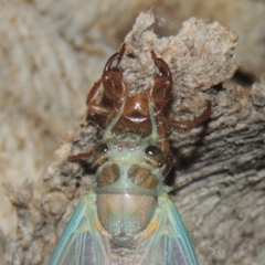 Galanga labeculata at Conder, ACT - 27 Dec 2020